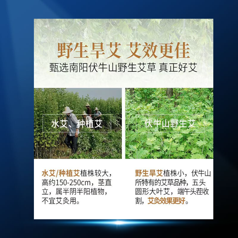 通用艾草种植.png